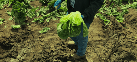 Image of fresh produce being held by worker, the title image for Routeique blog on Fresh Field Catalyst Program 